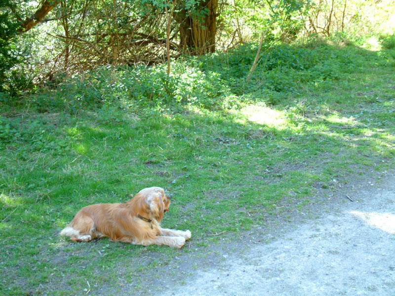 George relaxing by the path (click for larger photo)