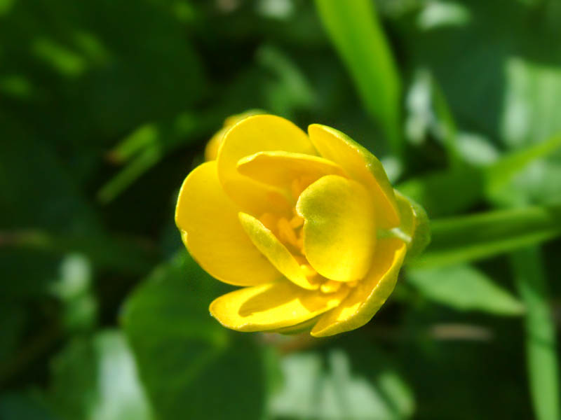 A buttercup (click for larger photo)