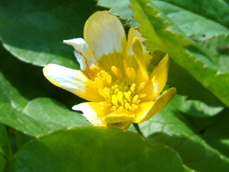 Another buttercup (click for larger photo)