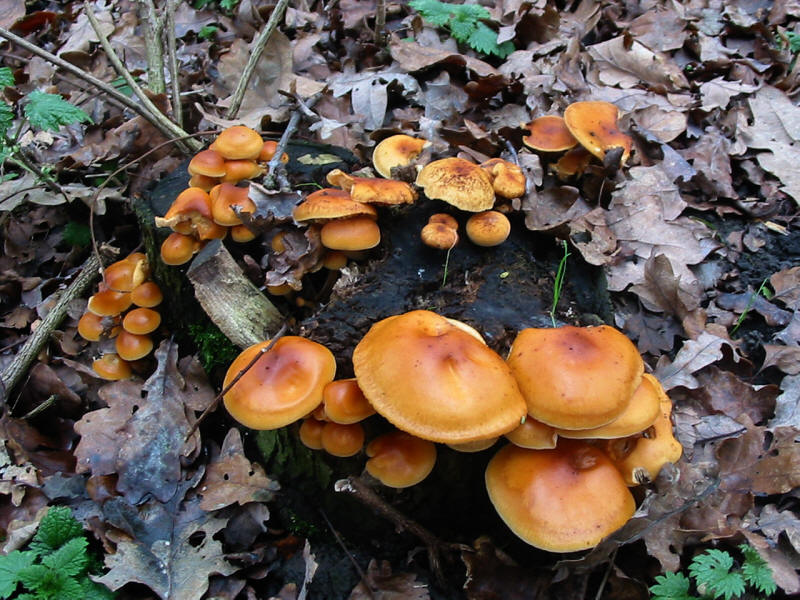 Fungi on Yardley Hill