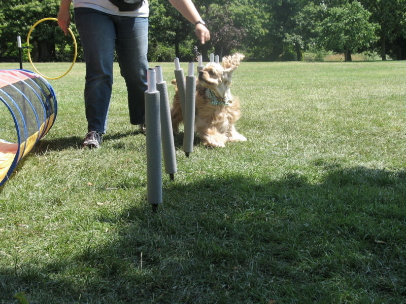 dog agility weave poles