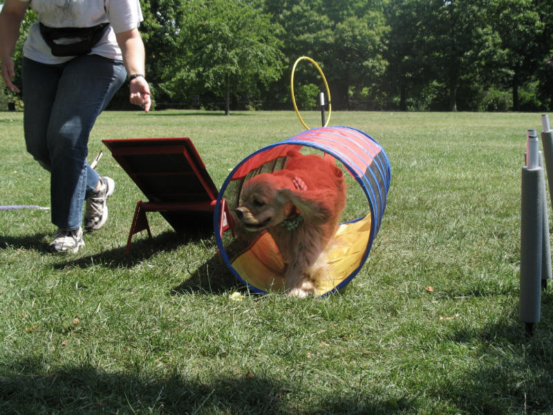 dog agility tunnel