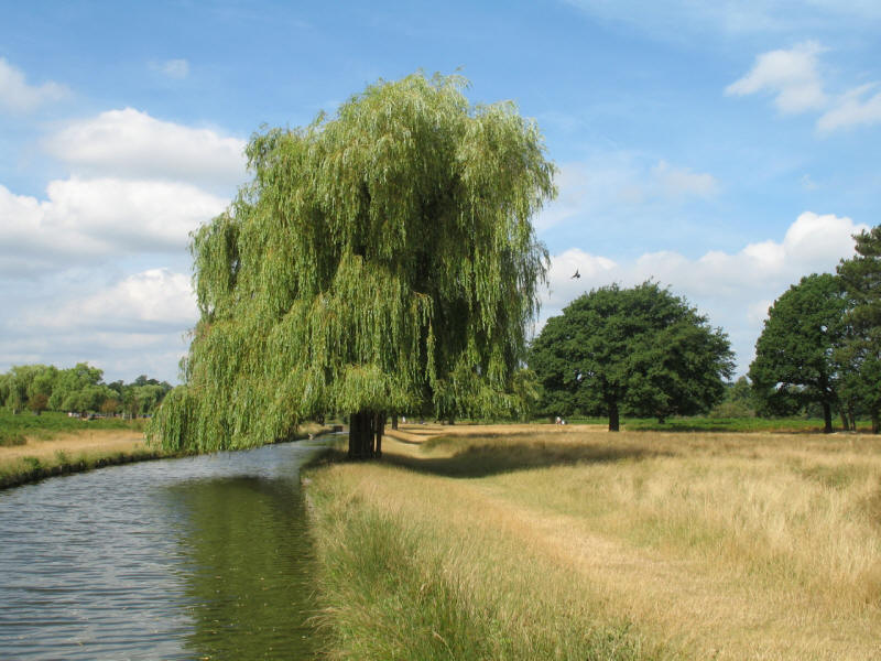 Longford River, Bushy Park