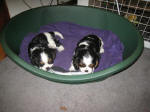 Ellie's puppies at 6½ weeks