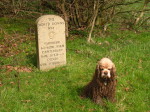 A very muddy George by a milestone on a North Downs Way walk from Westerham to Wrotham