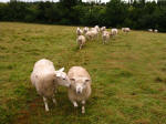 Sheep on a Hertfordshire Chain Walk from Little Berkhamsted