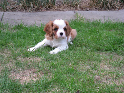 Hetty in the garden
