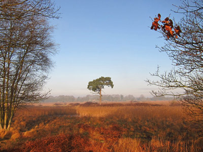 Tree on Redgrave Fen from the Angles Way