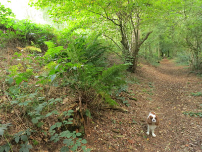 Hetty by Grim's Ditch on the Ridgeway in Oxfordshire