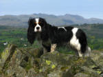 Ellie on Latterbarrow in the Lake District