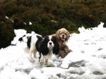 Ellie and George in the remnants of snow during a walk to the top of the Long Mynd