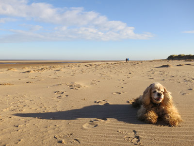 George on the beach at Holkham Bay on the north Norfolk coast