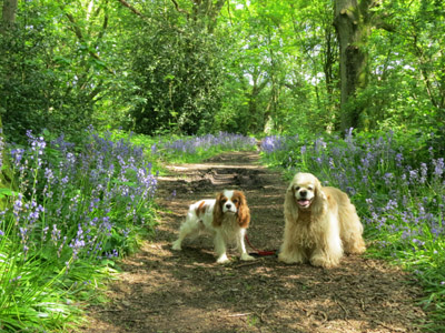 Lottie and George in bluebell woods near Nuffield on the Ridgeway